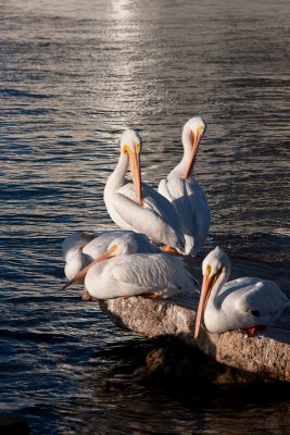 White Pelicans at sunset