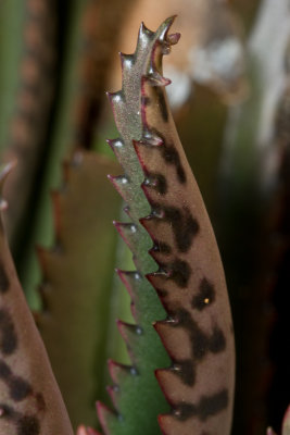 Mexican Hat plant