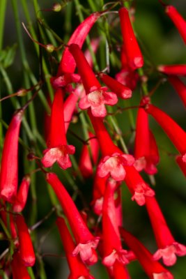 Firecracker plant