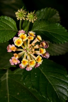 Lantana