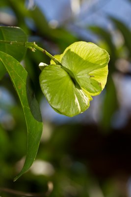 Butterfly vine