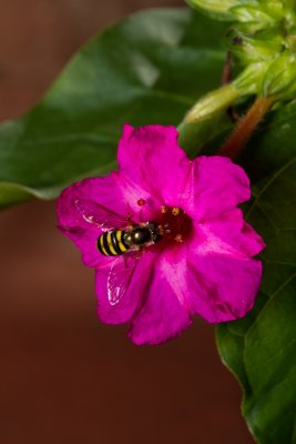 Four O'Clock Flower & hoverfly