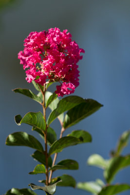 Crape Myrtle