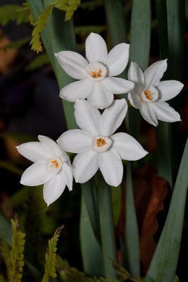 December daffodils