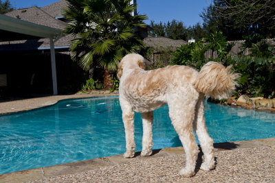 Teddy admiring the pool