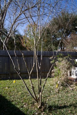 Bare crape myrtle