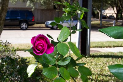 Front garden rose