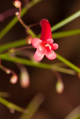 Firecracker plant flower