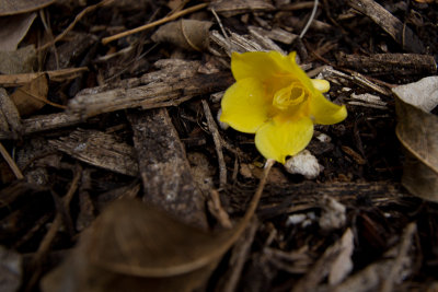 Small yellow flower