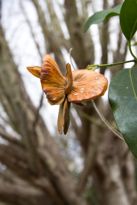 Butterfly vine