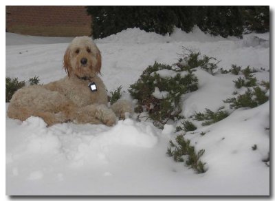 Snowy dog