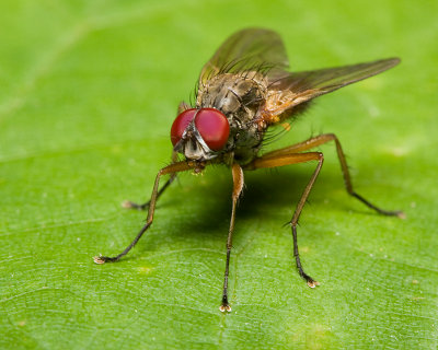 Red eyed fly