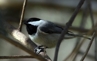 IMG_4800_1.JPG