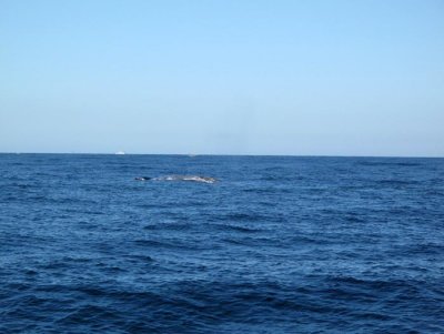 IMG_4062.jpg