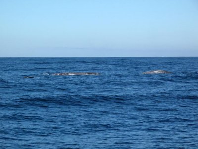 IMG_4066.jpg