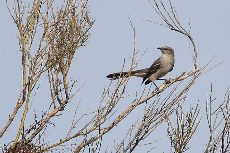 Mockingbird, Northern 0315