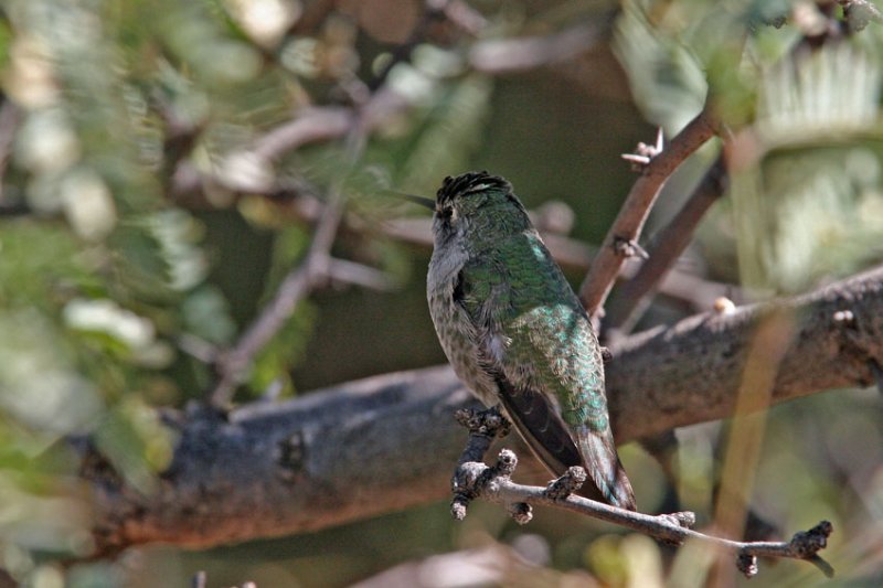 Hummingbird, Annas 5431
