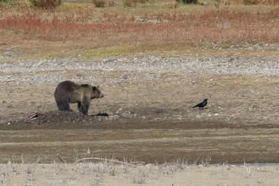 Grizzly Bear eating moose carcass 9538