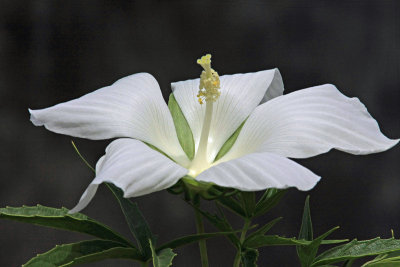 Unknown white flower 9853