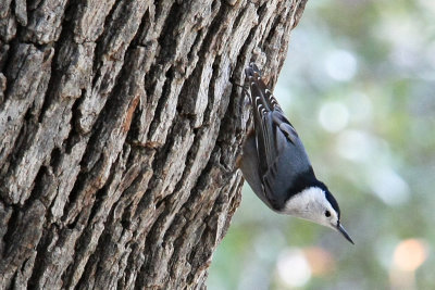 Nuthatch, White Breasted 1406
