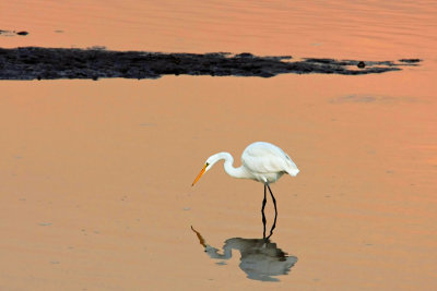 2706 Great Egret at sunset