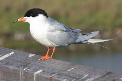Tern, Foresters 9521