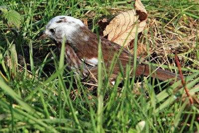 Sparrow, Song (leucistic) 6017