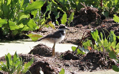 Killdeer, Juvenile 8054