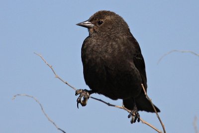 8730 Song Sparrow or RW Black Bird?