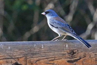 Junco, Dark-Eyed (gray head)