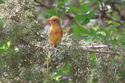 Tanager, Summer, Female 2442