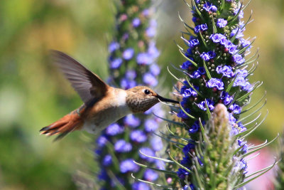 allen's hummer 0986