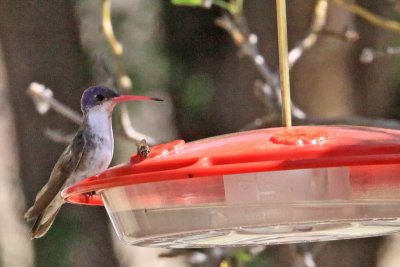 Hummingbird, Violet Crowned 3434