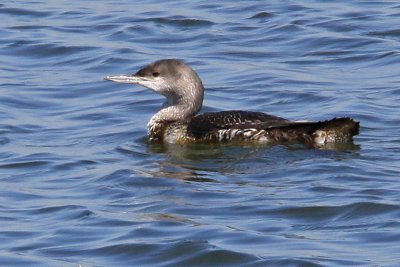 Loon, Red Throated 9636