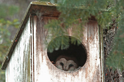Owl, Barn 8531