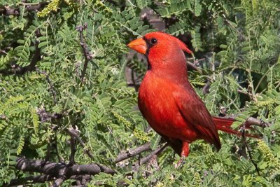 Cardinal, Northern 4567