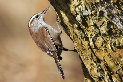 Wren, Bewick's 8506