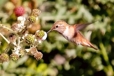 Hummingbird, Rufous 1017
