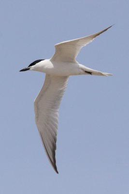 Tern, Gull-Billed 7842