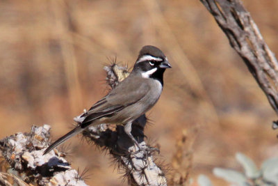 Sparrow, Black Throated 4798