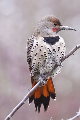 Flicker, Northern 5917