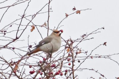 Waxwing, Bohemian 5982