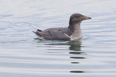 Auklet, Rhinoceros 6305