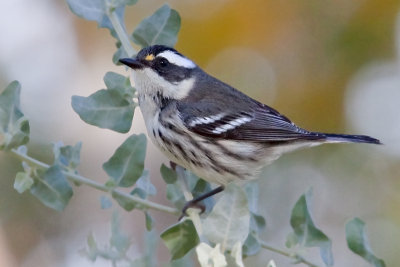 Warbler, Black Throated Gray 7117