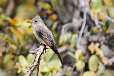 Pewee, Greater 0119