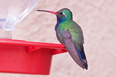 Hummingbird, Broad Billed 0868