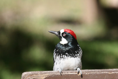 Woodpecker, Acorn 5117