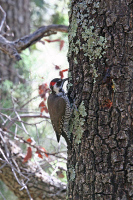 4055 Arizona Woodpecker