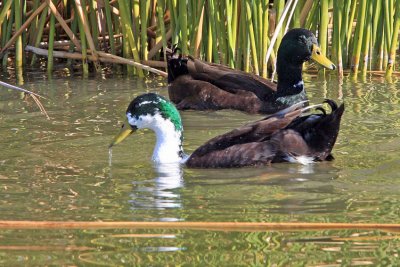 0017 domestic ducks, mixed breeds