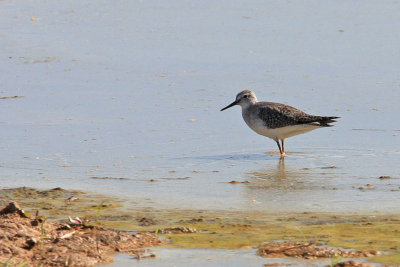 0033 Greater Yellowlegs